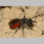 Sphecodes pellucidus - Blutbiene w001a 6-7mm - Sandgrube Niedringhaussee-det.jpg